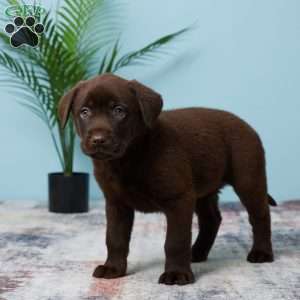 Trixie, Chocolate Labrador Retriever Puppy